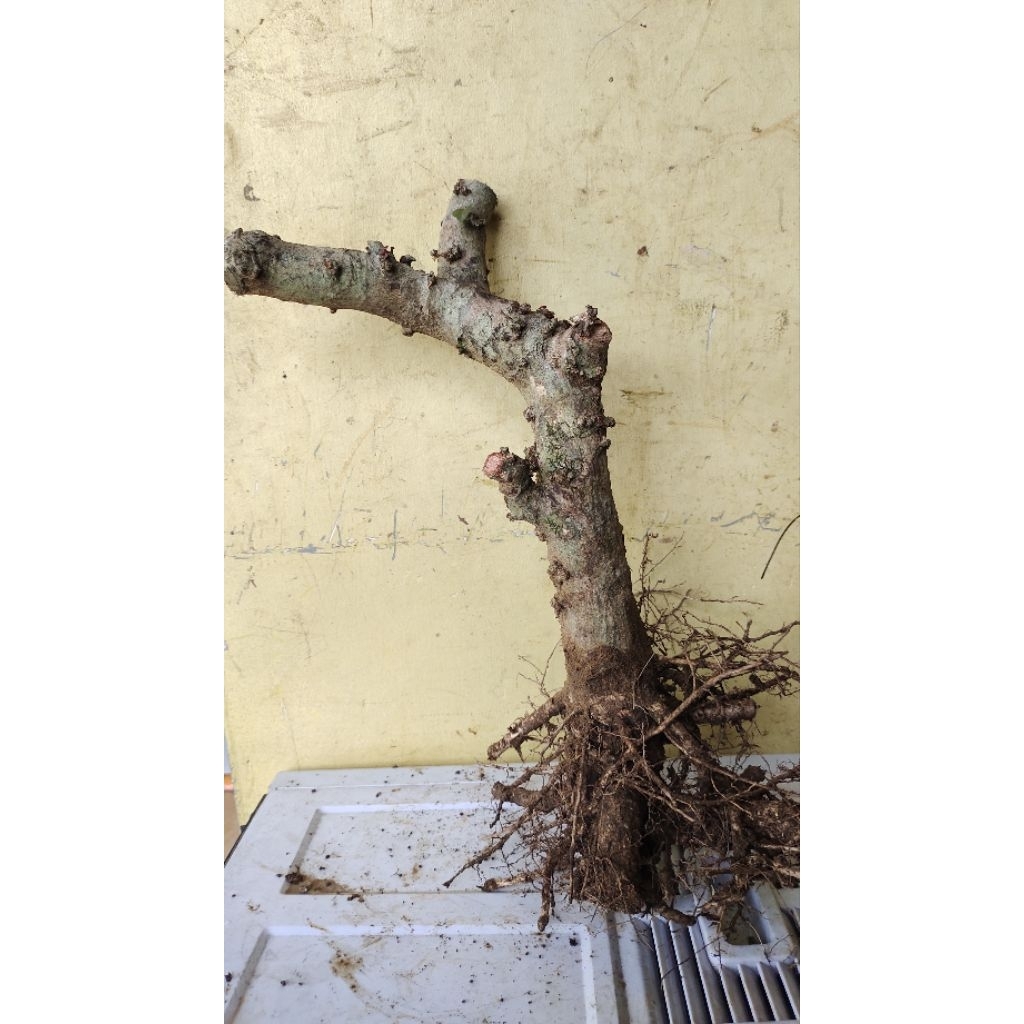 bahan bonsai walikukun realpic sesuai gambar