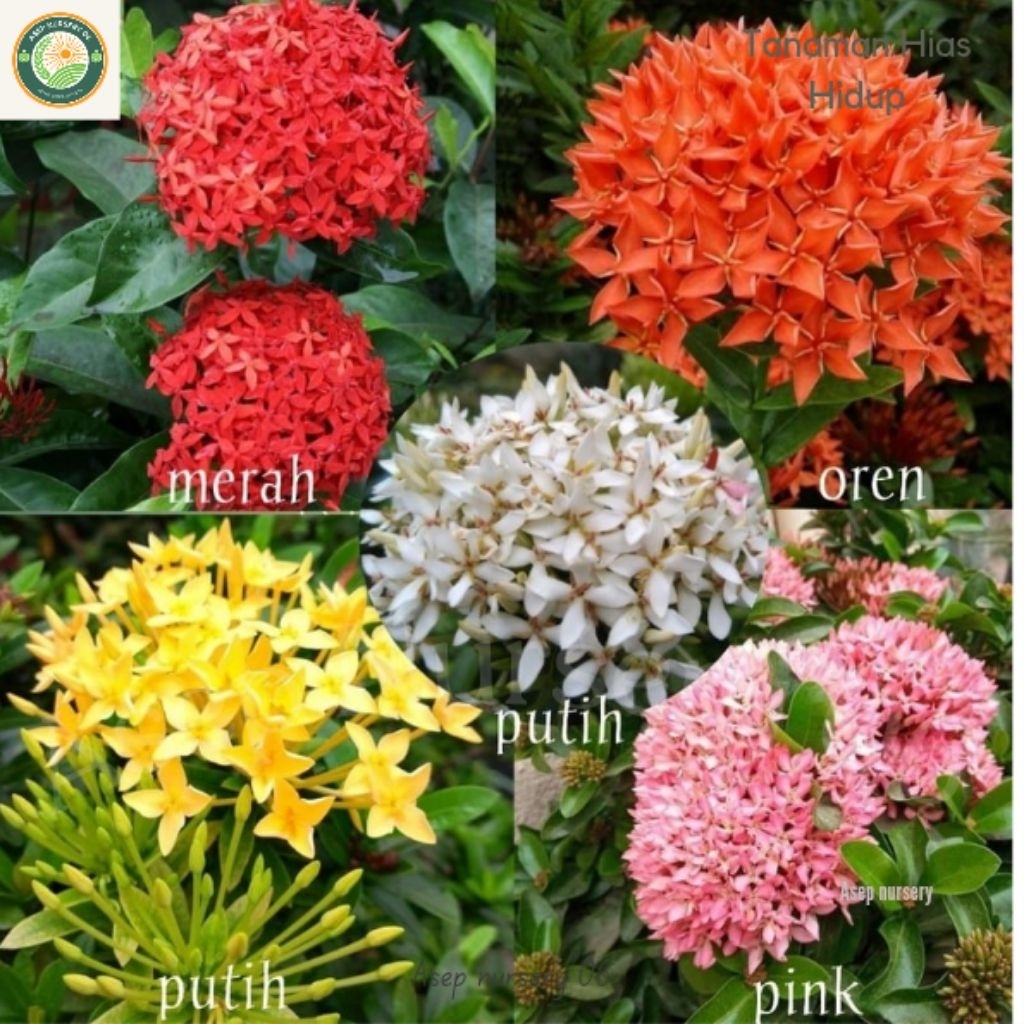 Tanaman Hias Bibit Asoka Bebas Pilih Warna Asoka Jepang Asoka Jambon Asoka Singapore Asoka India