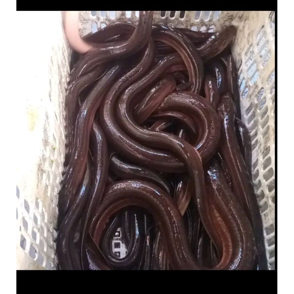 belut konsumsi belut sawah berat 1kg