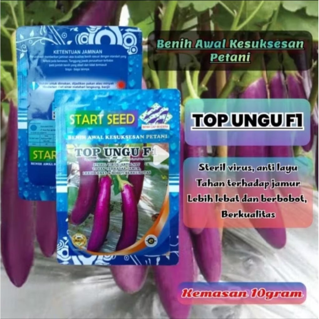 Bibit Terong Ungu Panjang TOP UNGU Benih Terong Ungu Jumbo 10 gram