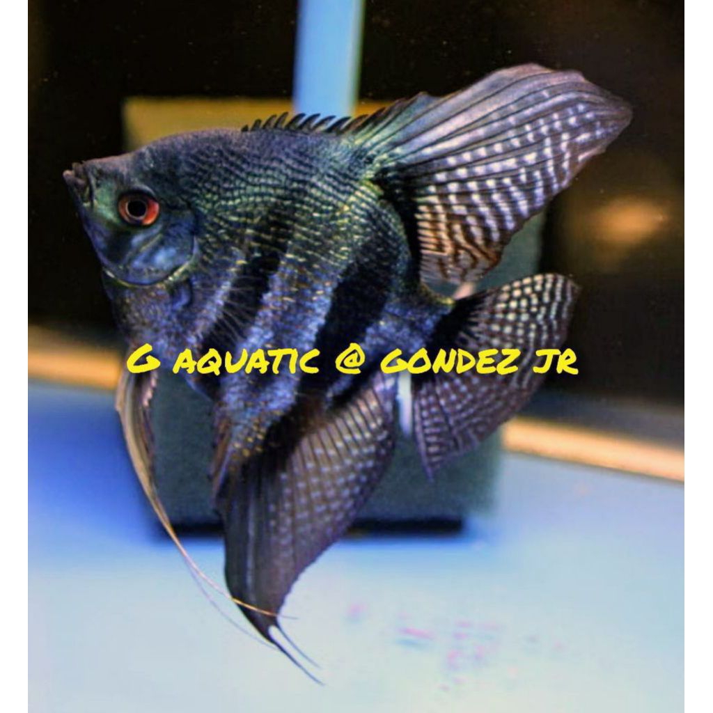 ikan manfish black avatar size L