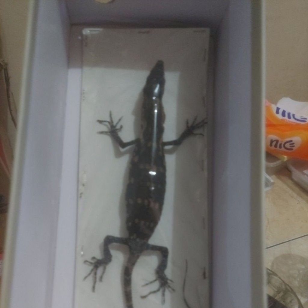 Awetan serangga kering baby biawak