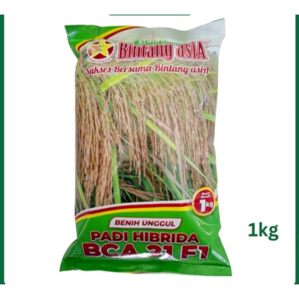 Benih padi unggul hibrida BCA 21 F1 1kg