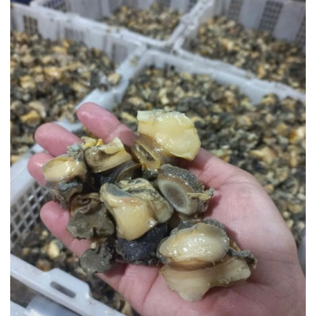 kakul sawah/keong sawah/kol sawah