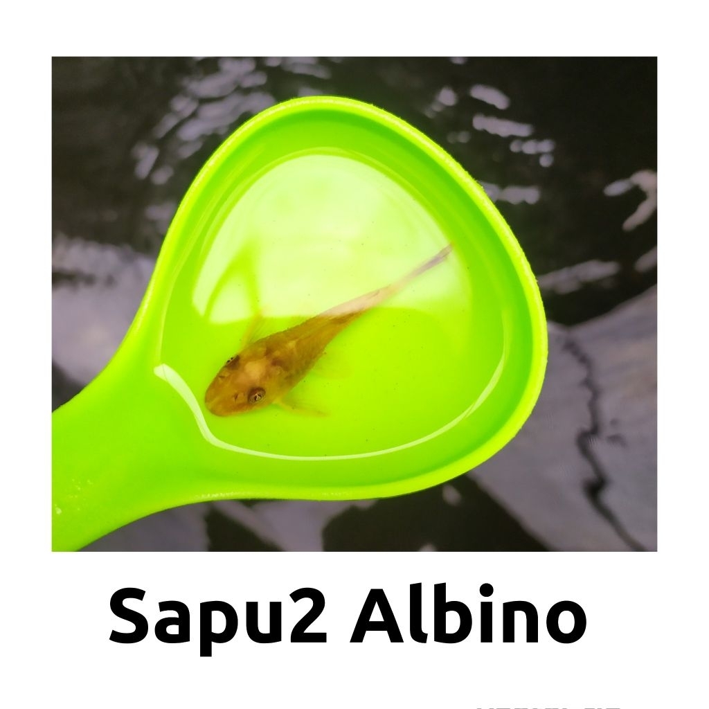 Ikan Hias Sapu-sapu Albino – Pembersih Kaca Akuarium