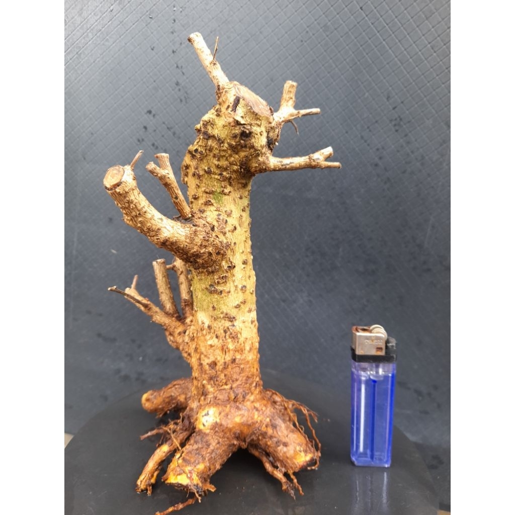 Bahan Bonsai Hokianti Bunga Import Gaya Formal Akar Natural Melingkar Percabangan sudah ada Size Sma