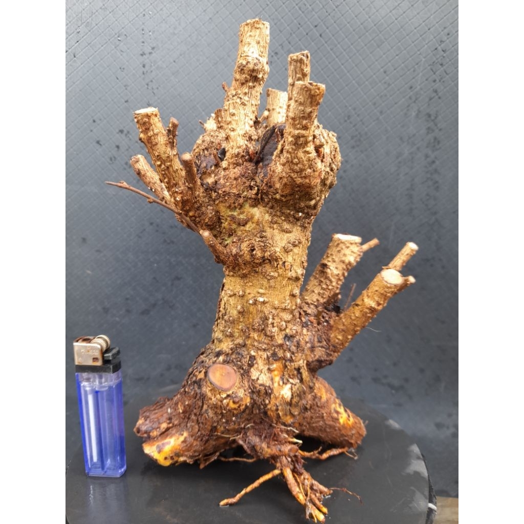 Bahan Bonsai Hokianti Bunga Import Gaya Formal Akar Natural Melingkar Percabangan sudah ada Size Sma