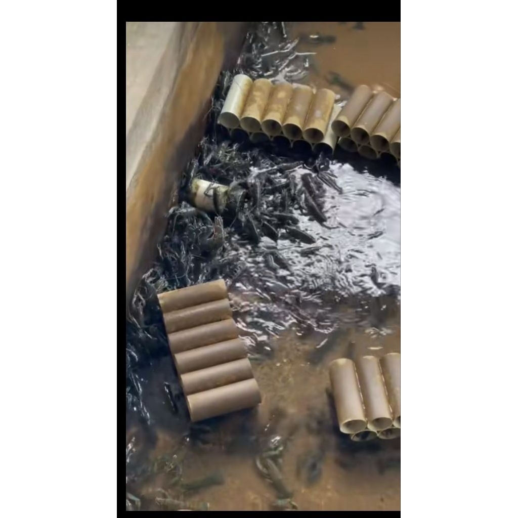 lobster air tawar ukuran siap konsumsi dan bisa buat indukan ternak 500gr