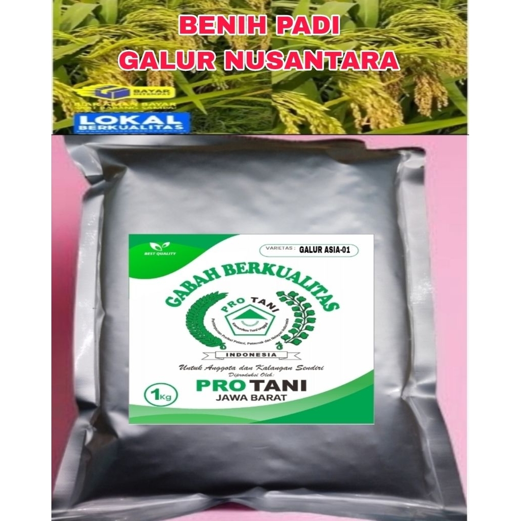 BENIH PADI 1KG GALUR NUSANTARA LABEL PUTIH ORIGINAL BERKWALITAS