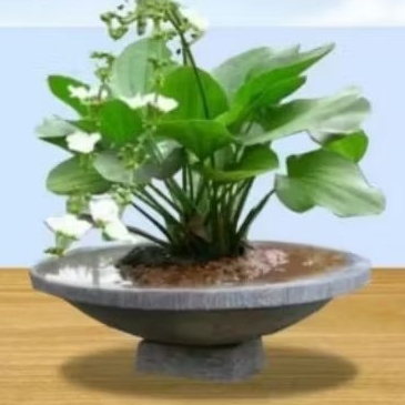 tanaman air melati air variegata.jaminan hidup