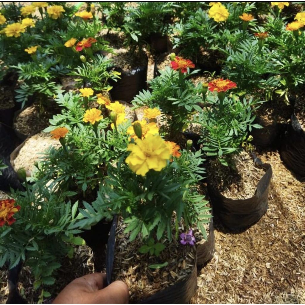 Pohon Marigold Suyok Bunga Kuning Batik Tanaman Hias Pohon Marigold