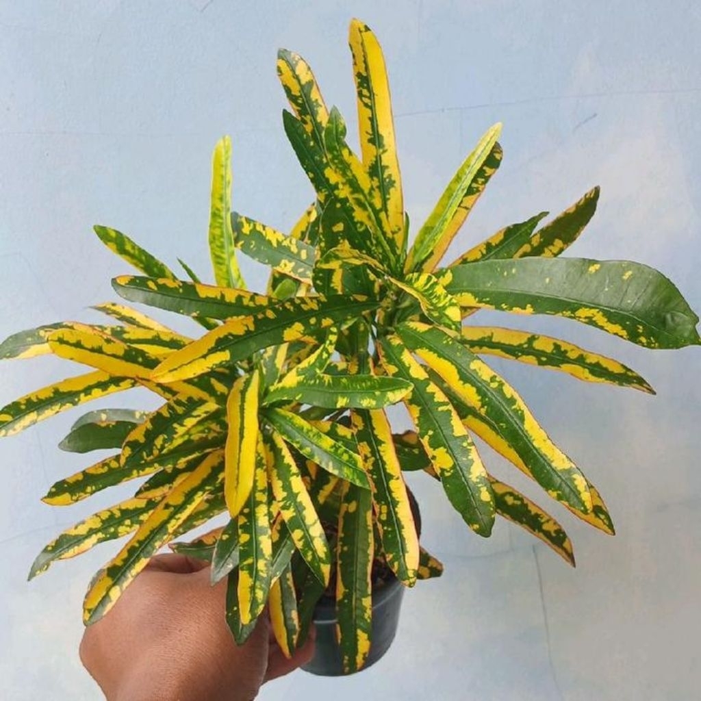 Tanaman Puring Cabe kuning / Pohon Puring Cabe