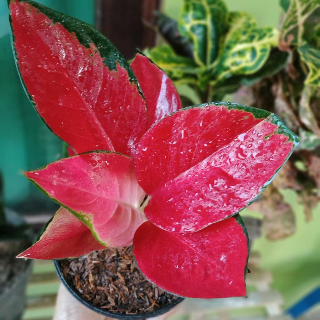 bunga aglonema suksom bermacam macam