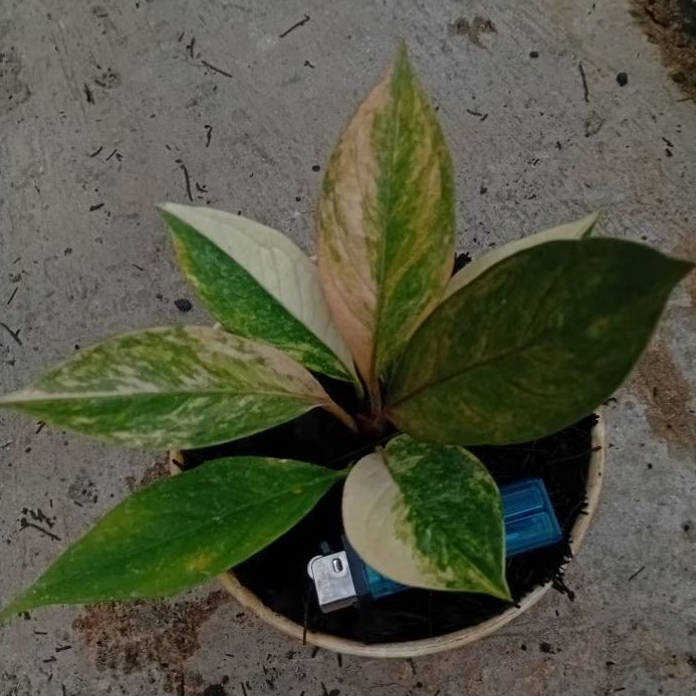 Anthurium Jemani Varigata Hybrid Pink Real Pict