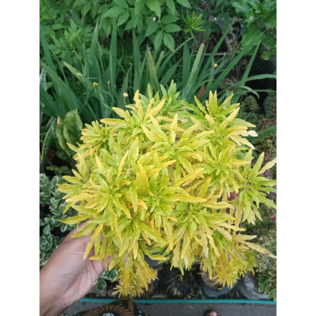 bunga brokoli kuning