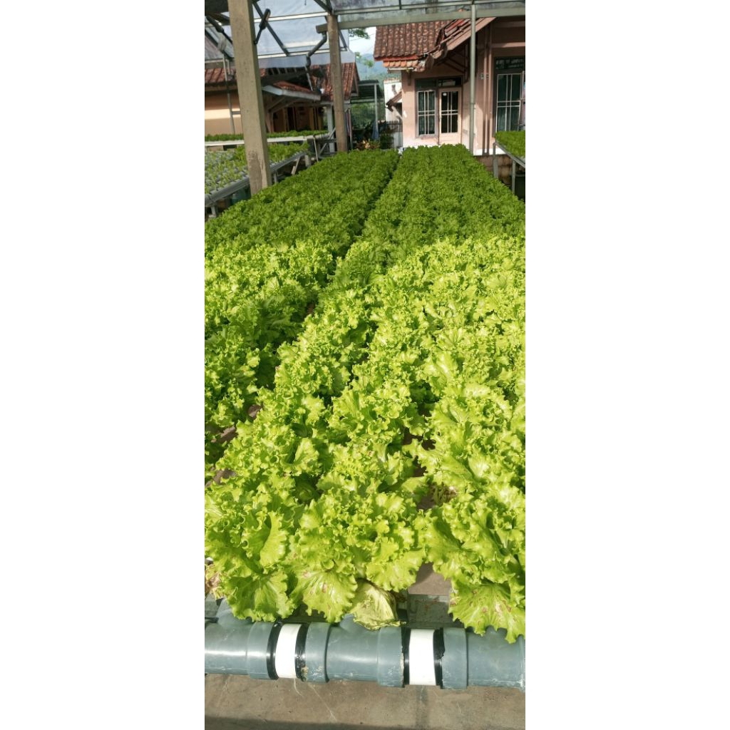 benih selada caipira F2/benih selada hidroponik