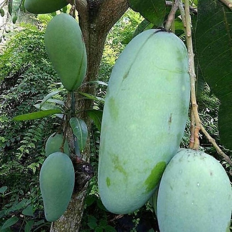 entres mangga mahatir / pucuk tunas mangga mahatir