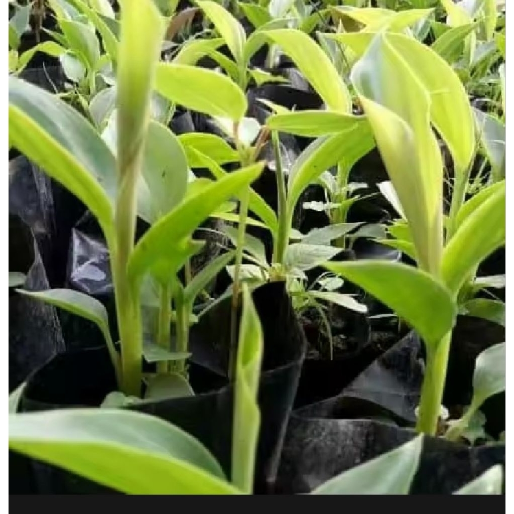 bibit kecombrang hijau segar asli