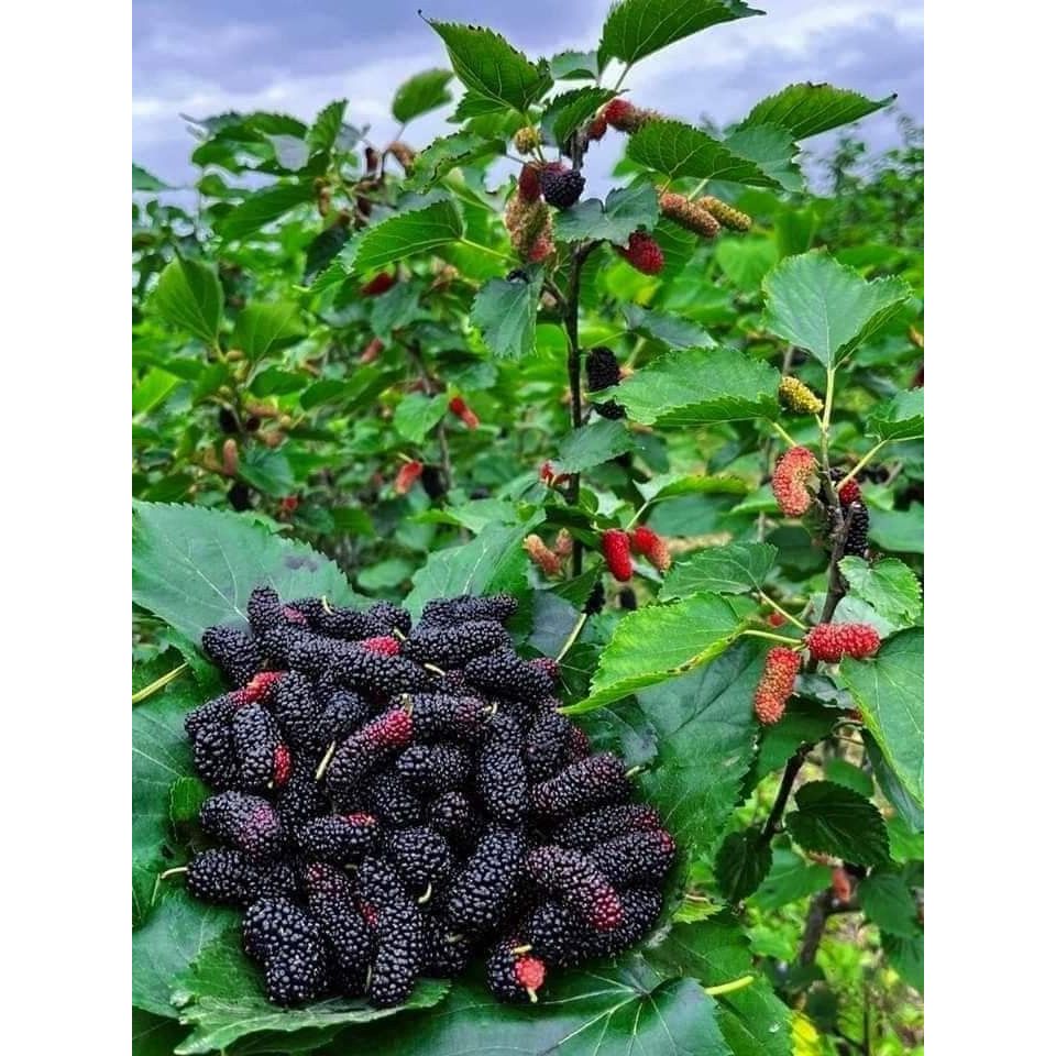 Tanaman Buah Murbei Pohon Murbei Bibit Murbei