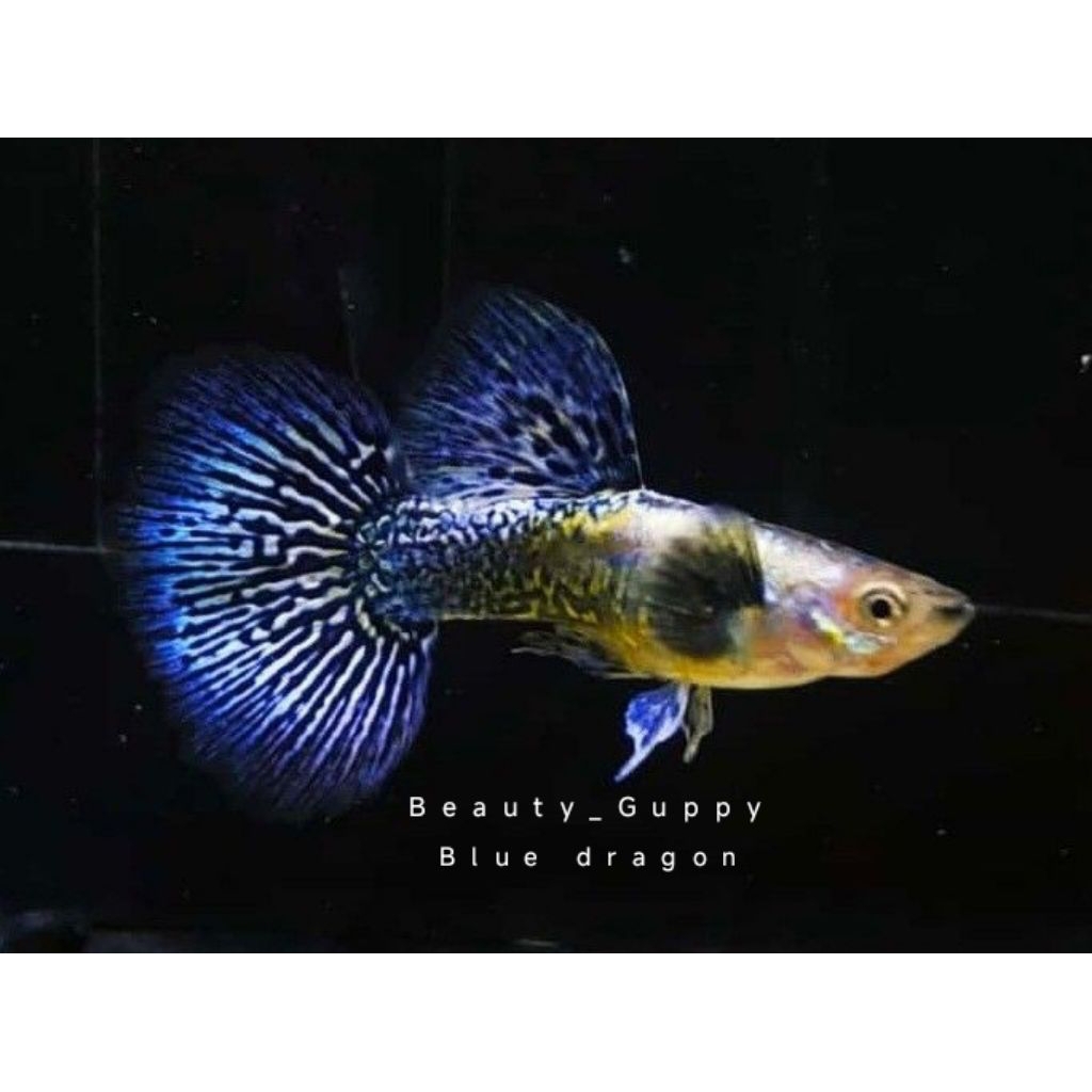 Guppy purple dragon sepasang