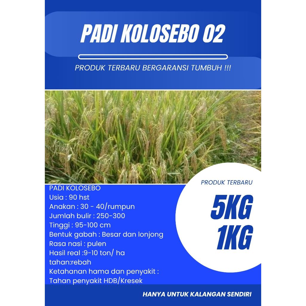 Padi KOLOSEBO 02 ORIGINAL Kemasan 5 Kg