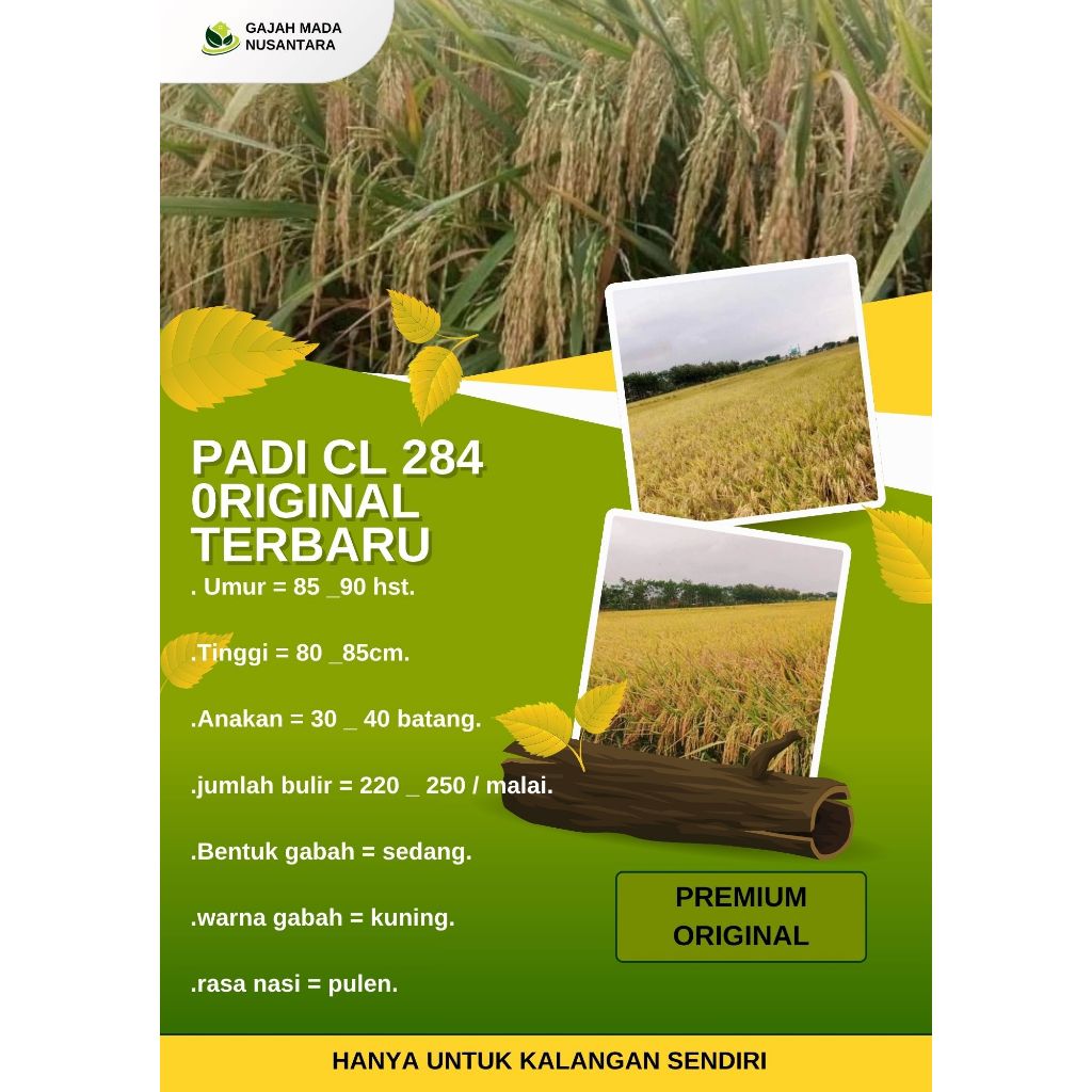 Padi CL 284 Kemasan 5Kg