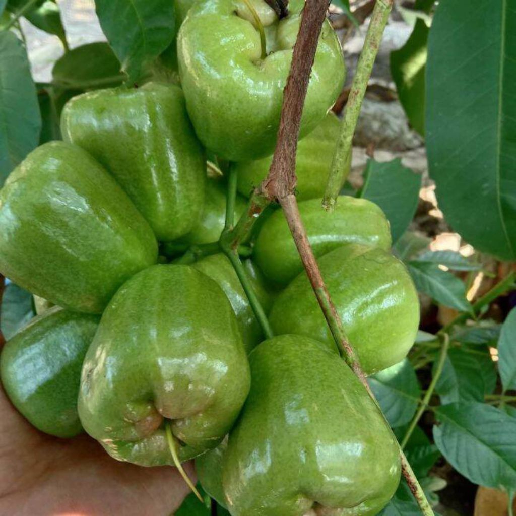 bibit jambu air kiojok, bibit tanaman jambu air kiojok, bibit buah jambu.