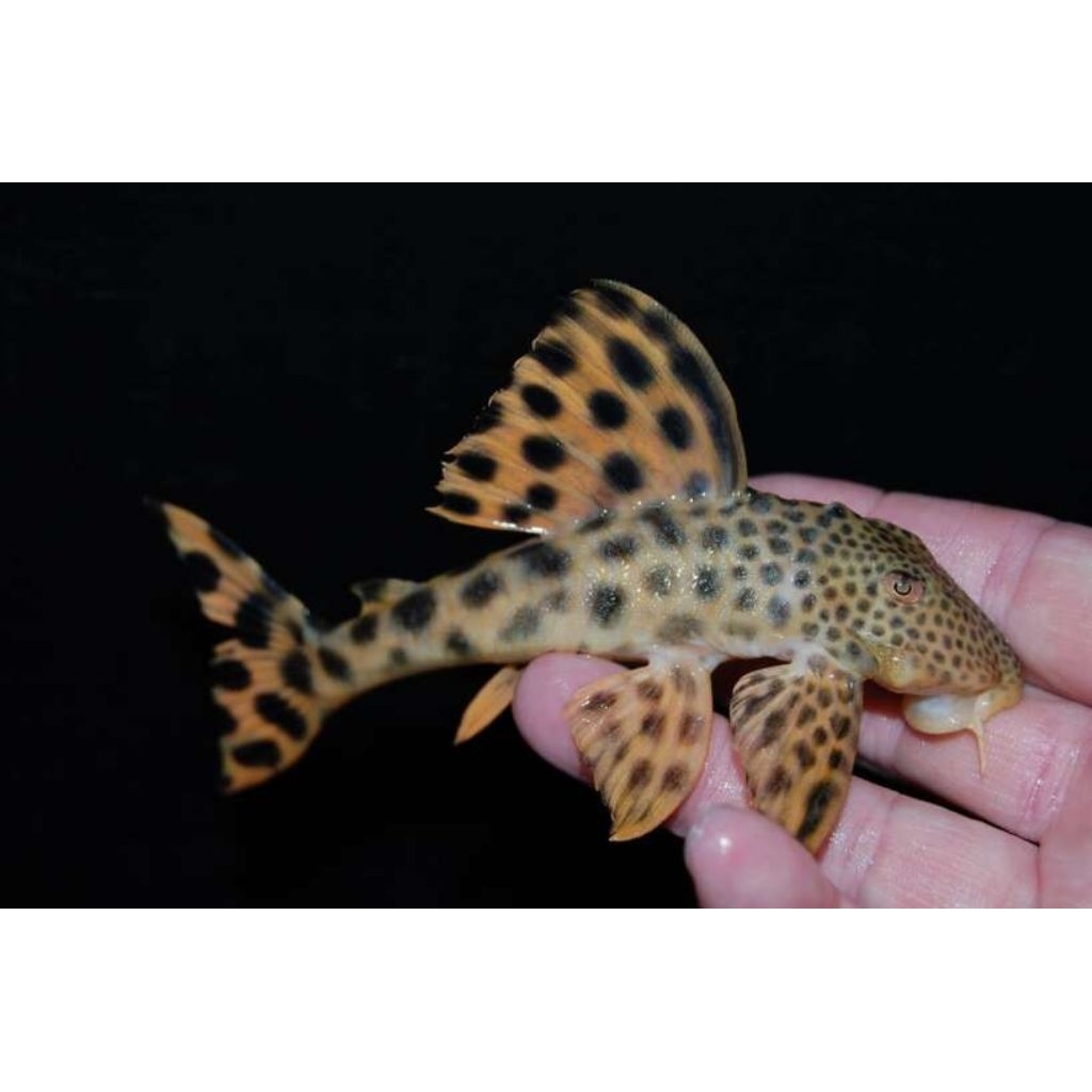 Ikan sapu-sapu pleco L75 peckoltia sabaji