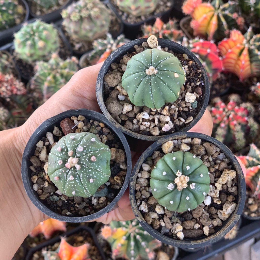 Paket Astrophytum asterias nudum  kaktus astro  tanaman hias hidup gurun hadiah gift hobby hobi ulan