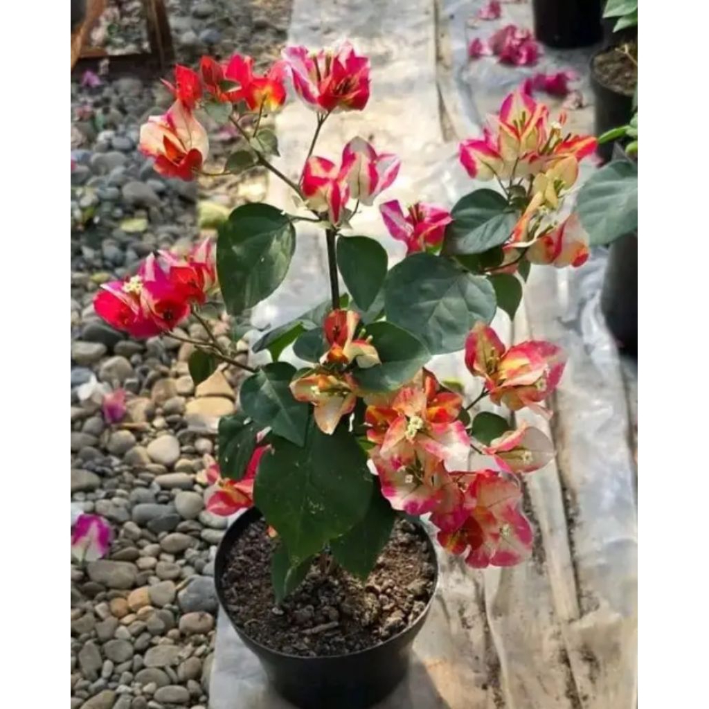 Bugenvil Citra Monduring Bunga gradasi Cantik