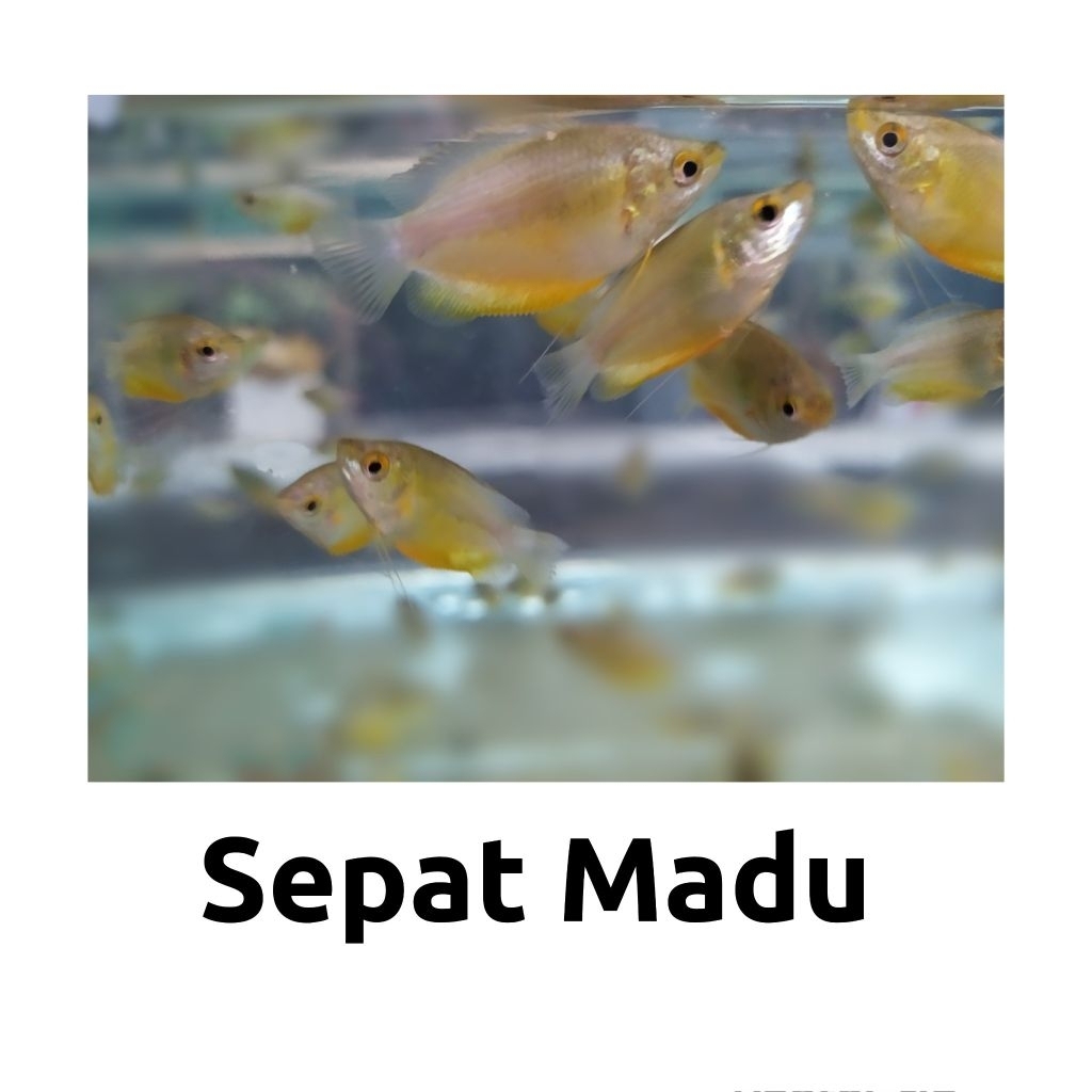 hiasan aquarium ikan hias sepat madu aquascape