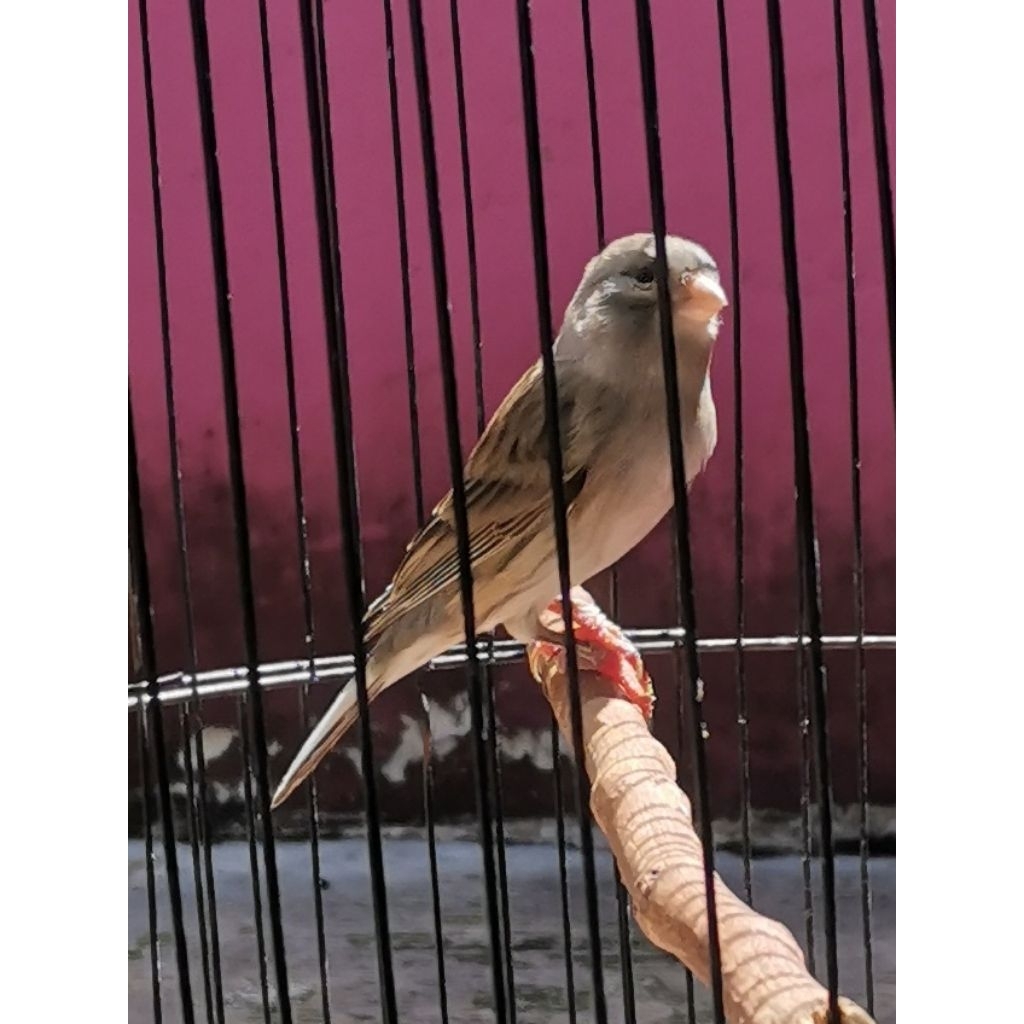 Kenari starblue betina siapan loper