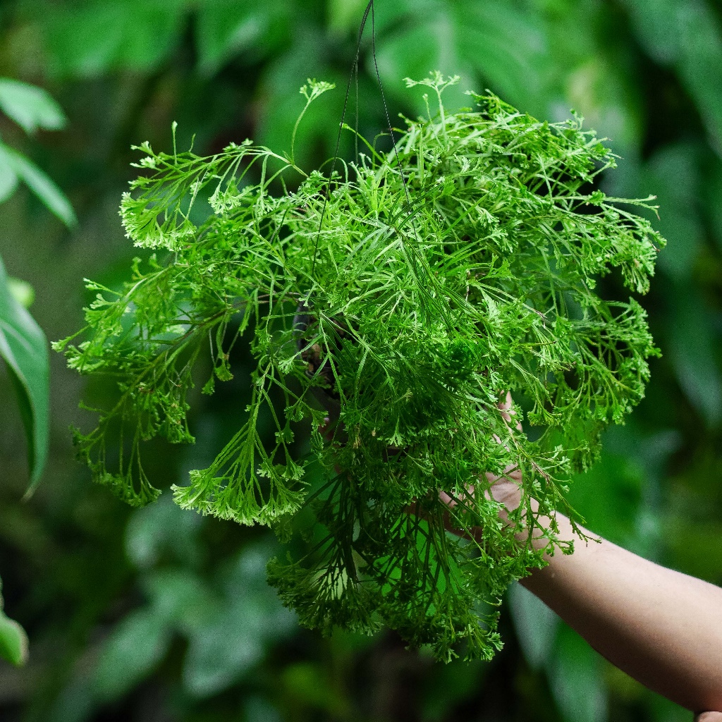 Pteris cretica wimsettii / Tanaman Pakis Terestrial / Fern