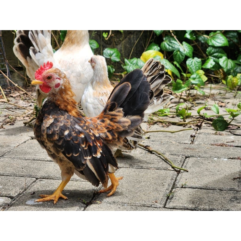 anakan ayam serama remaja