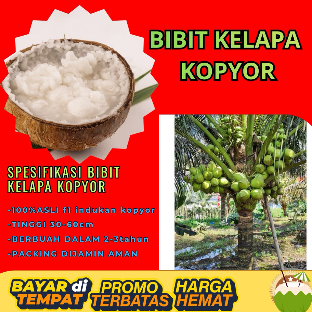 POHON PENDEK  Benih Kelapa Kopyor Kultur Jaringan, Benih Kelapa Kopyor Madu