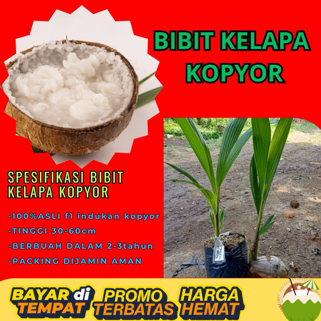 KUALITAS UNGGULAN  Bibit Kelapa Kopyor Madu, Bibit Kelapa Kopyor Super, Bibit Kelapa Kopyor Terdekat