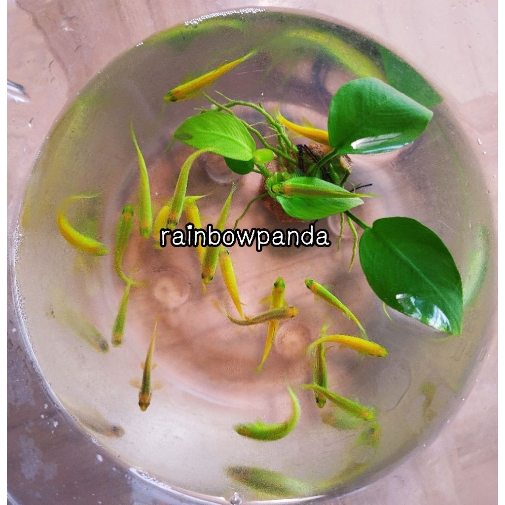 HIASAN AQUARIUM DANIO ZEBRA HIJAU