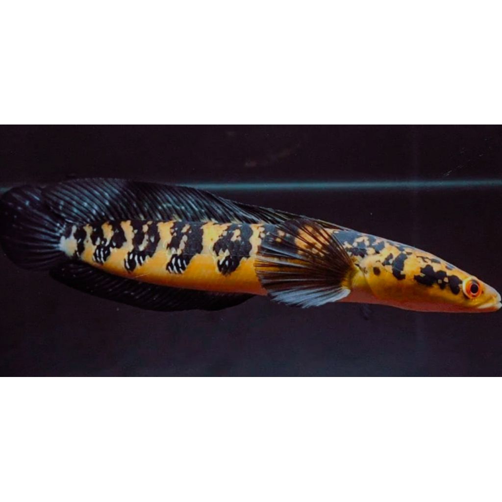 vitamin Channa maru Ys 4-5cm