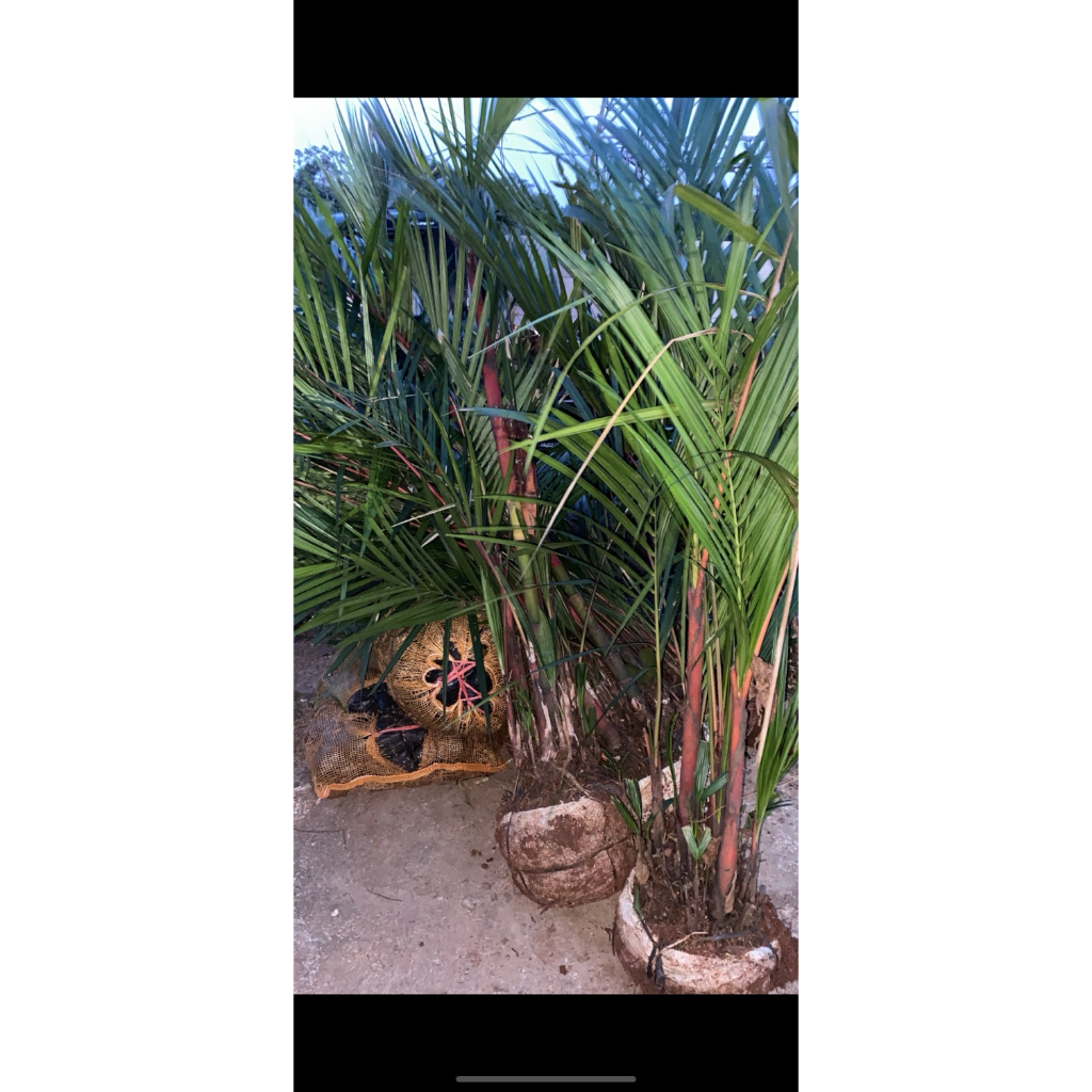 palem merah tinggi 1,5 meter