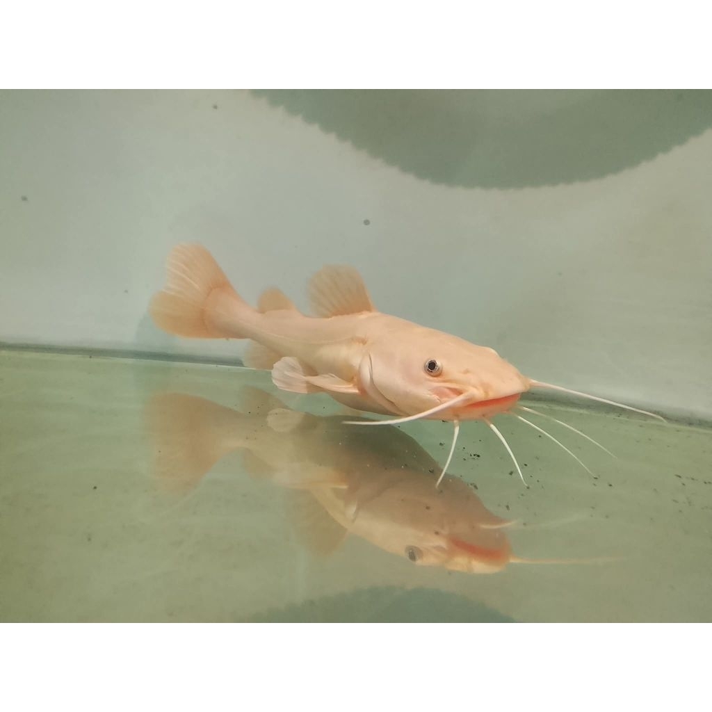 RTC Red Tail Catfish Phantom White 15cm