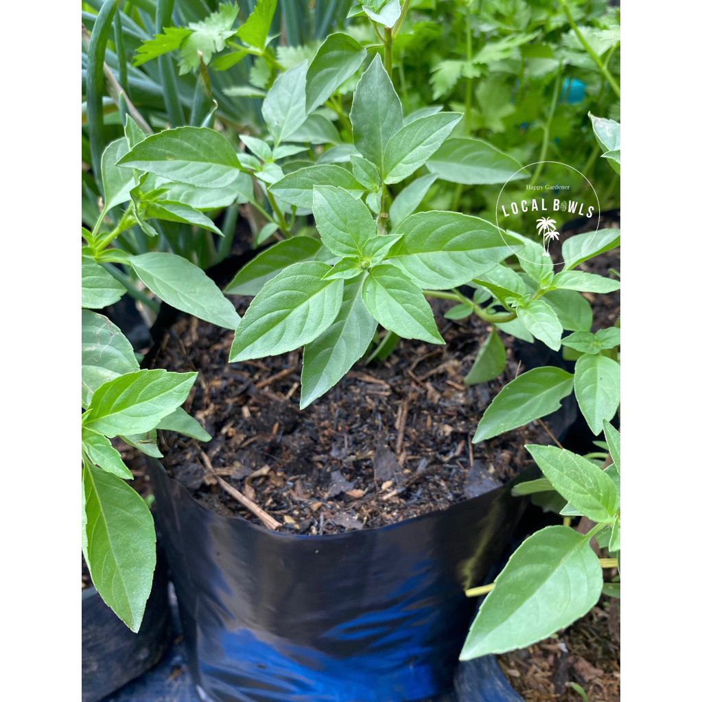 bibit tanaman hidup kemangi super