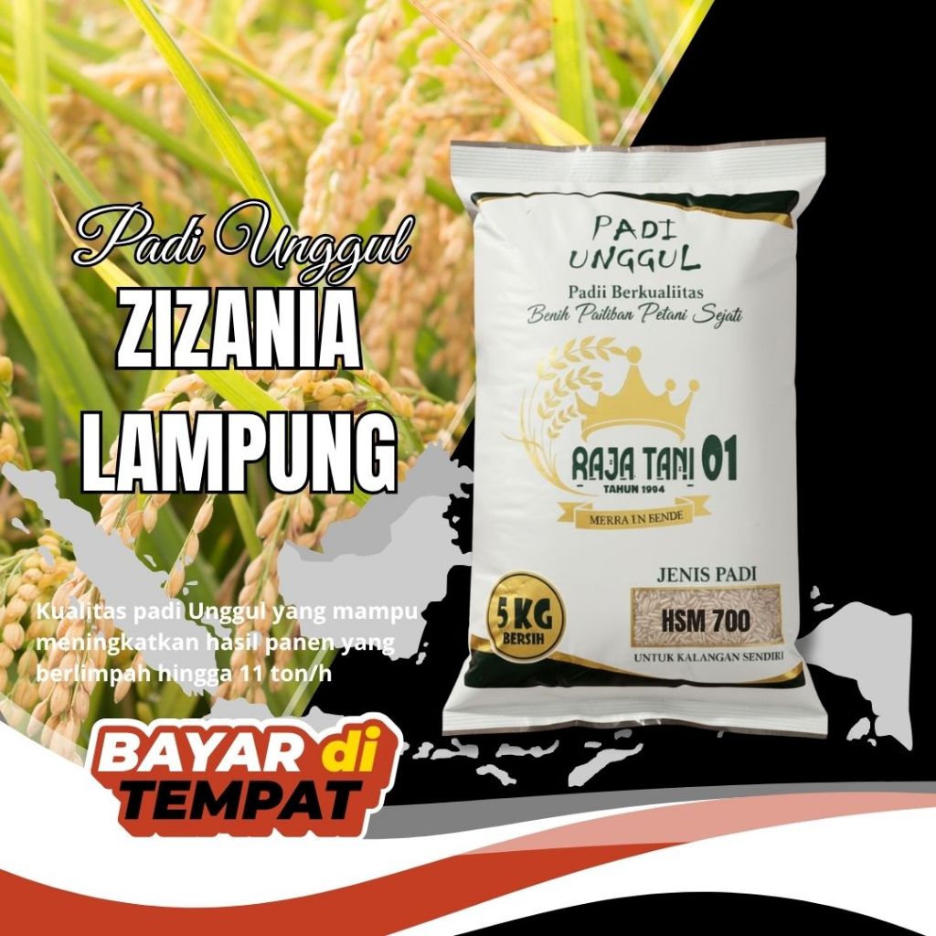 benih padi unggul zizania lampung original 5kg bibit cepat panen