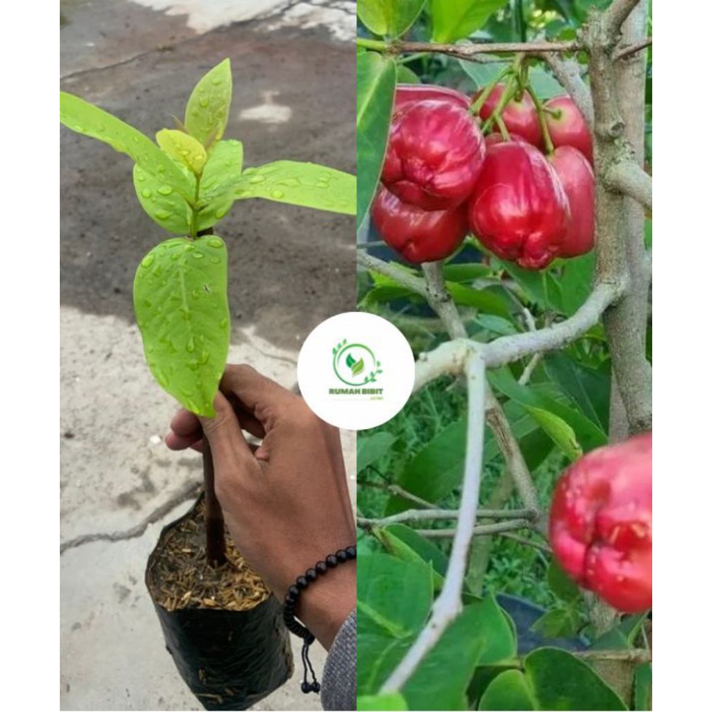 BibitJambuAirKingRoseJumbo