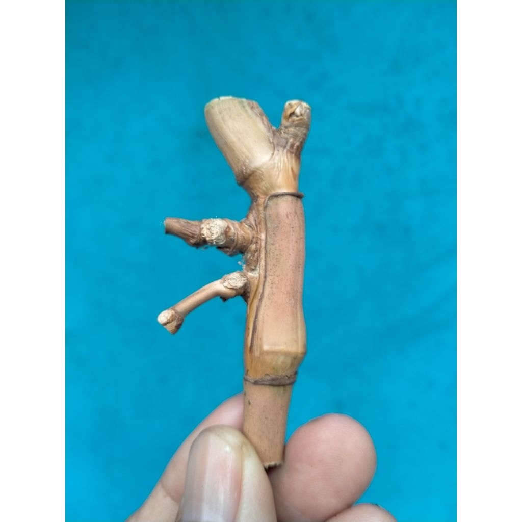 BAMBU UNIK PETUK JALU (7 CM) APUS ISTIMEWA