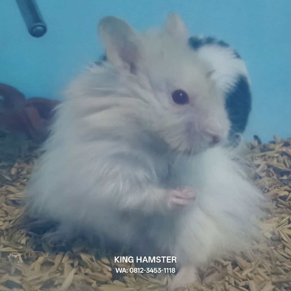 Hamster Syrian Longhair Termurah Bonus Popcorn Hamster Jinak Gembul Hamster Sehat Dan Lincah