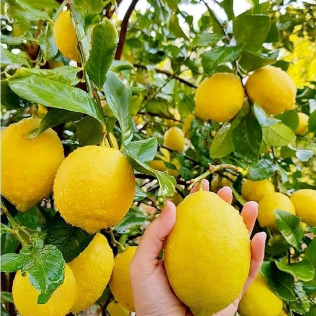 BIBIT JERUK LEMON CALIFORNIA