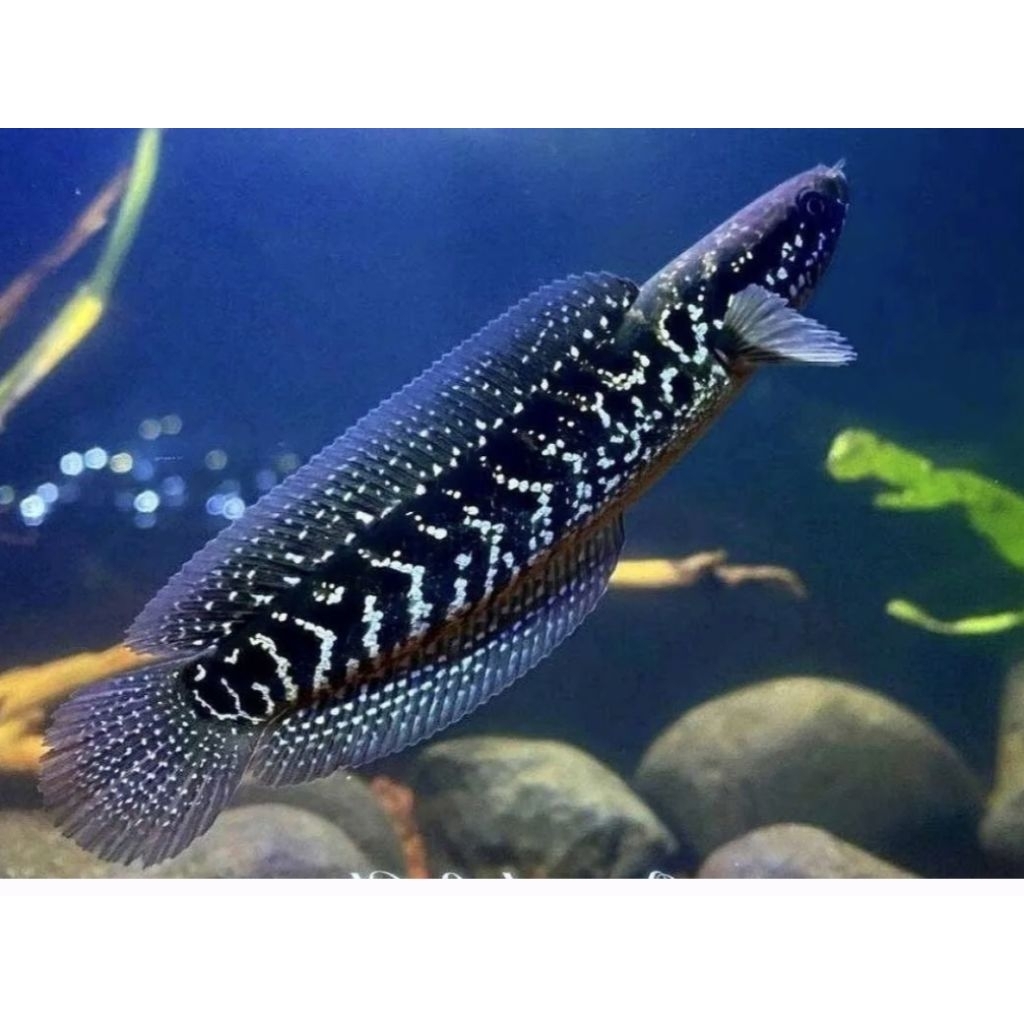 Channa Asiatica White spot 15cm hiasan aquarium