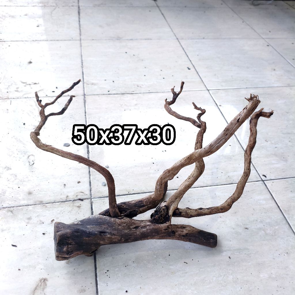 kayu santigi laut untuk hewan peliharaan, aquascape ukuran xl