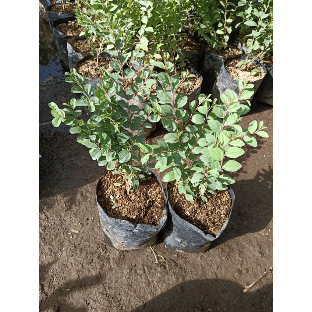 BIBIT BIDARA ARAB ASLI