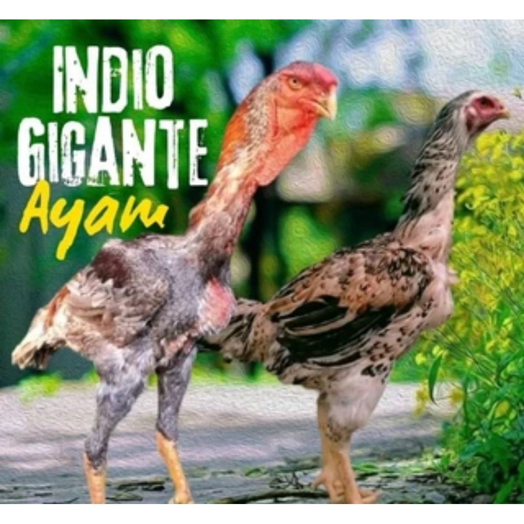 Telur Tetas Fertil Ayam Indio Gigante Fertil ORI siap untuk ditetaskan